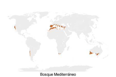 bosque mediterráneo